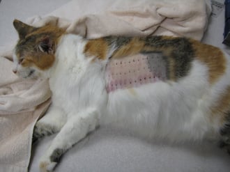 Allergy testing 1 - Cat skin testing